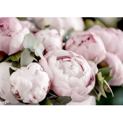 Tableau mural pivoine