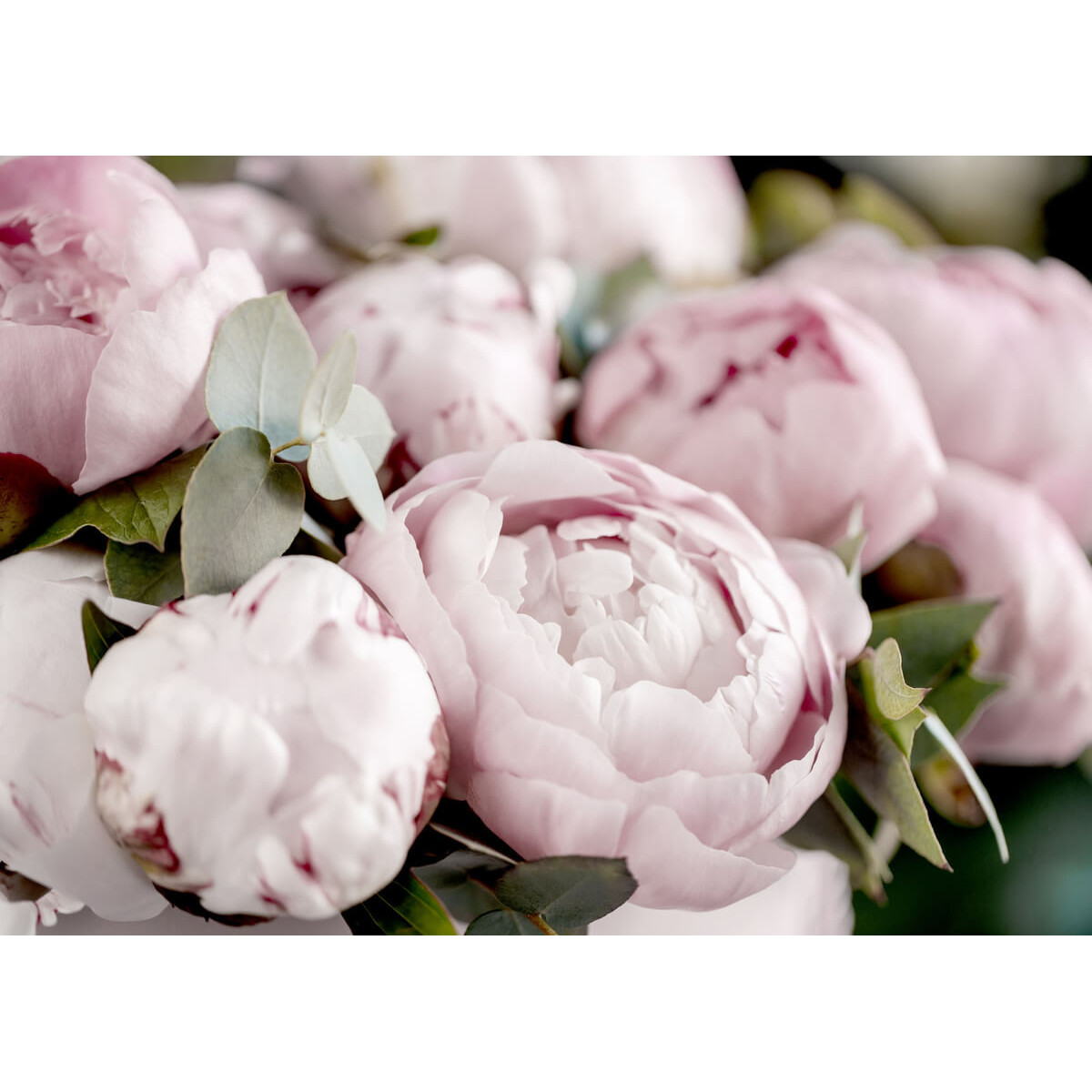 Tableau mural pivoine Tableau mural pivoine