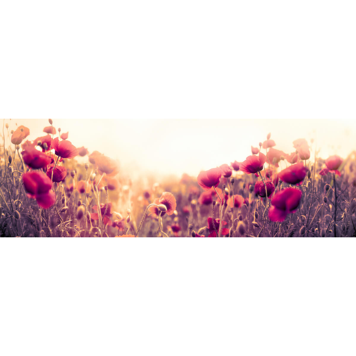 Tableau sur toile champ coquelicot Tableau sur toile champ coquelicot