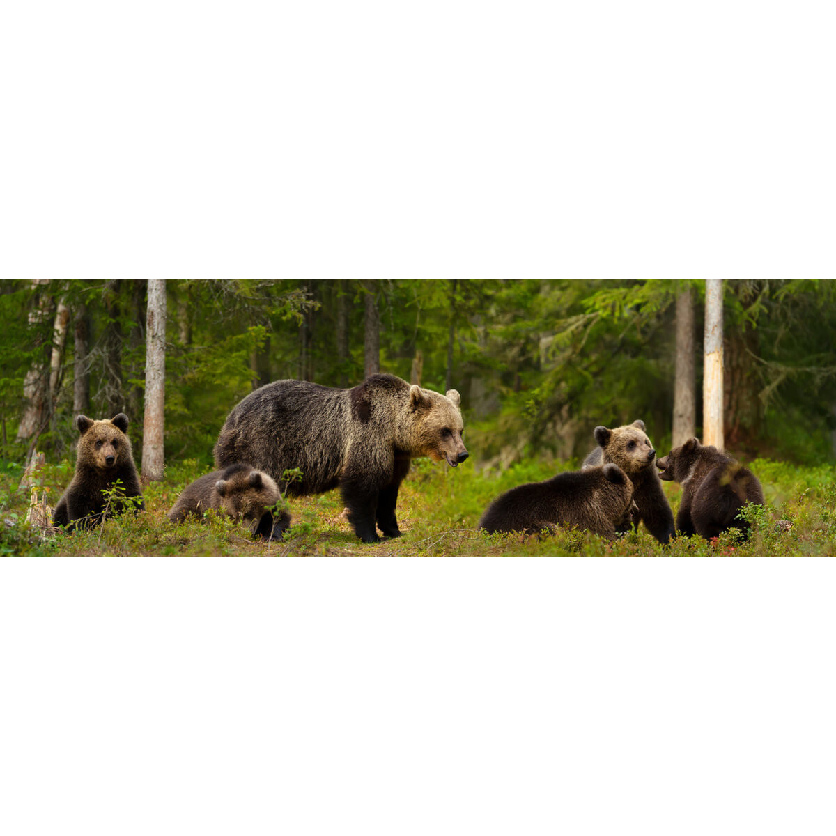 Tableau sur toile famille d'ours Tableau sur toile famille d'ours