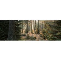 Tableau sur toile forêt enchantée
