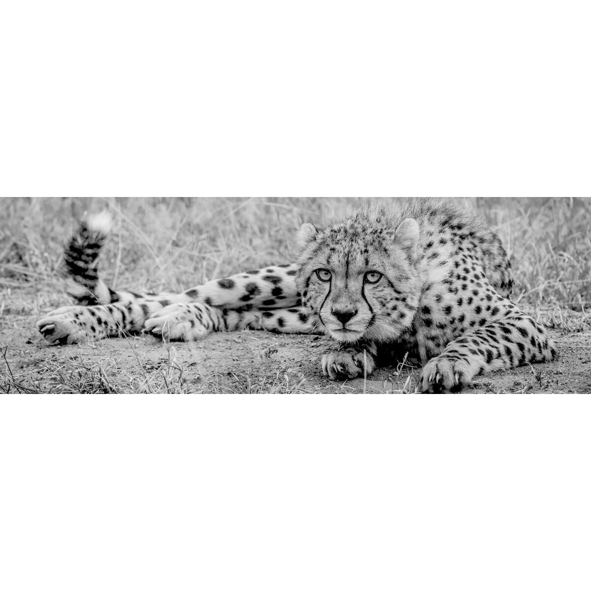 Tableau sur toile fauve noir et blanc Tableau sur toile fauve noir et blanc