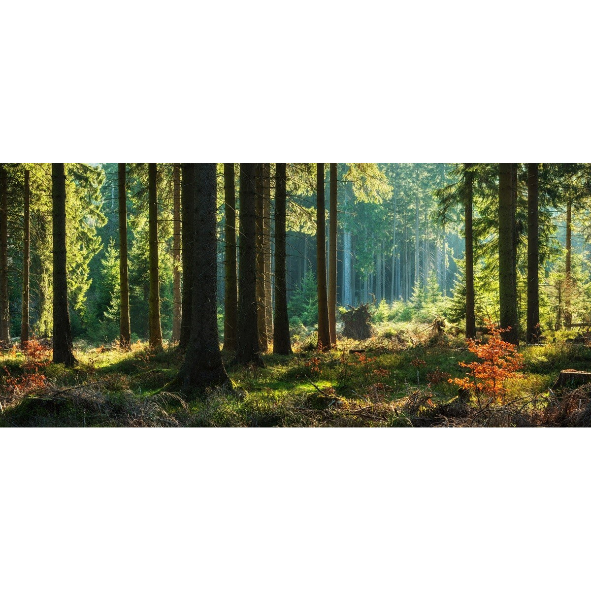 Tableau sur verre synthétique forêt d'automne 65x145 cm Tableau sur verre synthétique forêt d'automne 65x145 cm