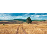 Tableau sur verre synthétique balade champ 65x145 cm