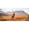 Tableau sur verre synthétique cerf 65x145 cm