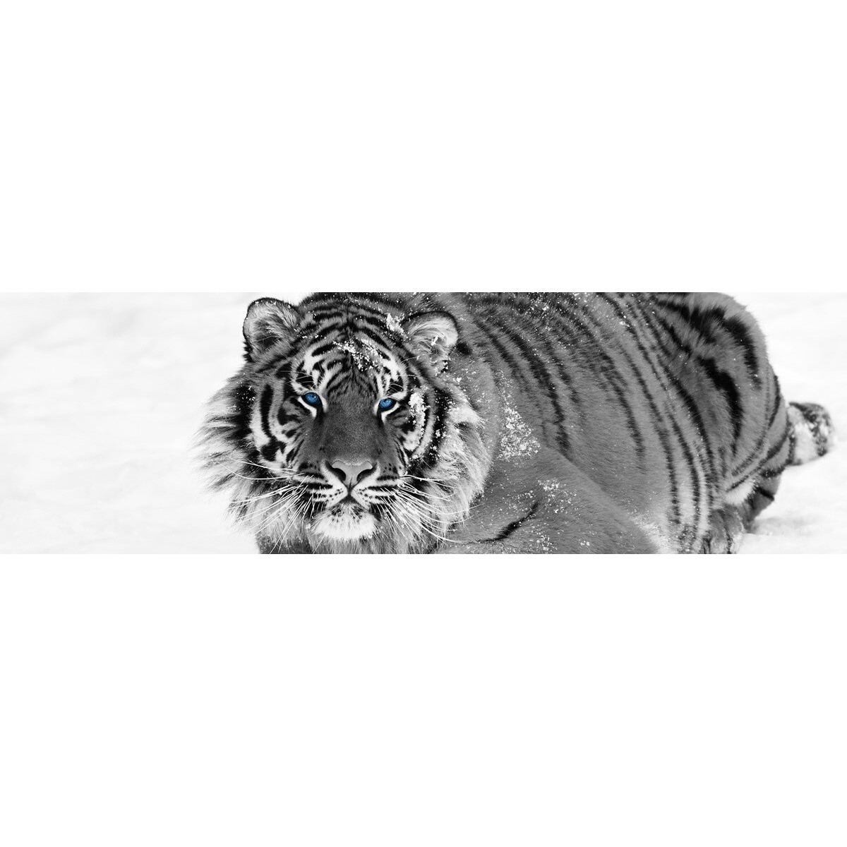 Tableau sur toile tigre au regard bleu 30x97 cm Tableau sur toile tigre au regard bleu 30x97 cm