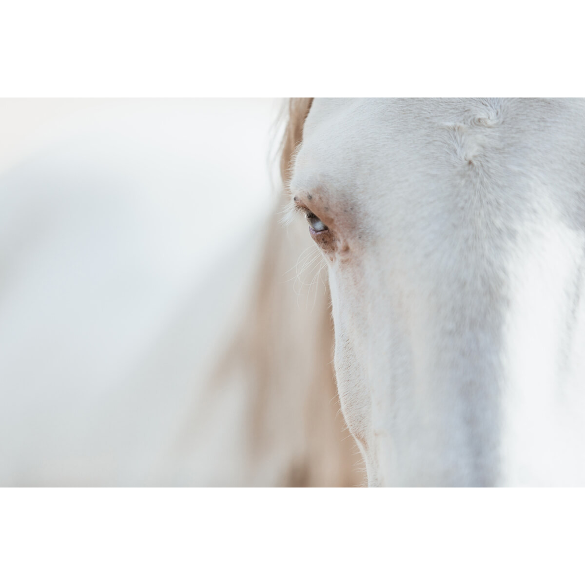 Tableau mural cheval blanc Tableau mural cheval blanc