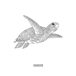 Album photos pochettes tortue à colorier 200 photos - dos